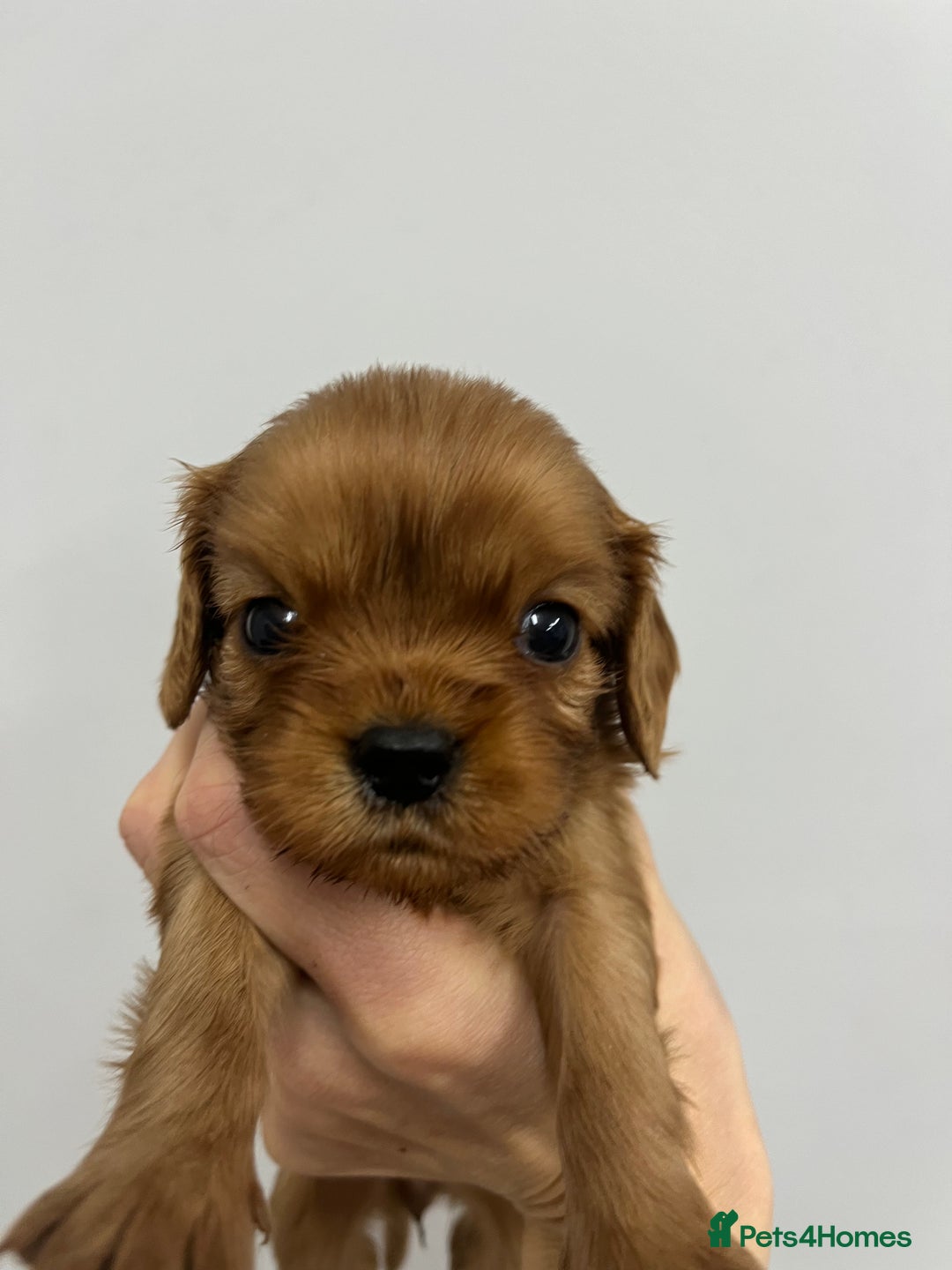 Cavalier King Charles Spaniel dogs for sale: Pure pedigree kc registered ruby cavaliers - Advert 17