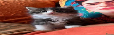 Persian 1