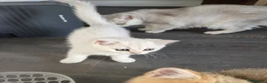 British Shorthair 4