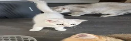 British Shorthair cats for sale: 🐱 British Shorthair Kittens for Sale 🐱 - Advert 16