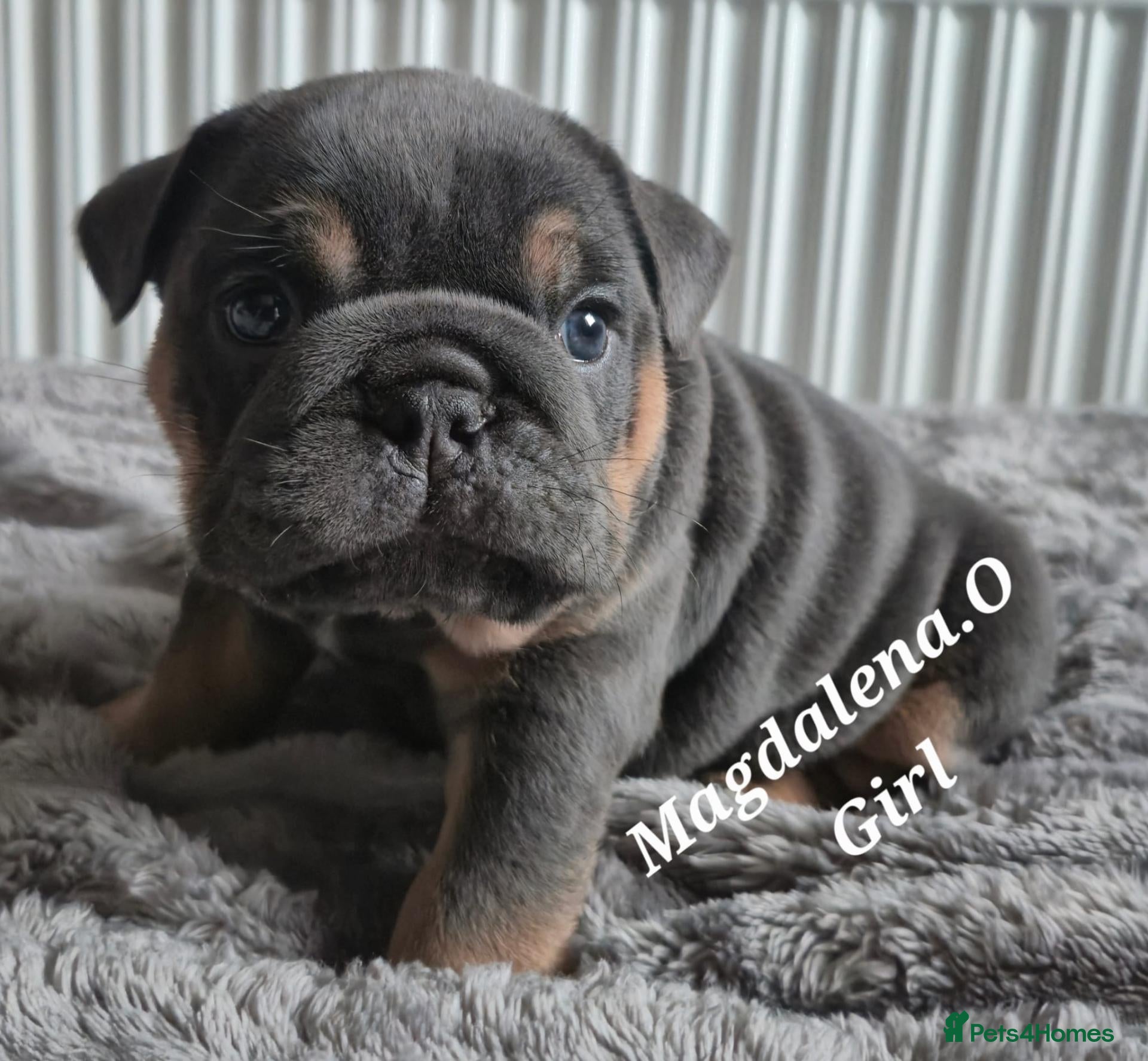 English Bulldog dogs for sale: English bulldog - Advert 1