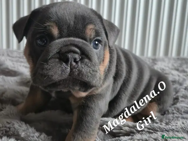 English Bulldog dogs for sale: English bulldog - Advert 1