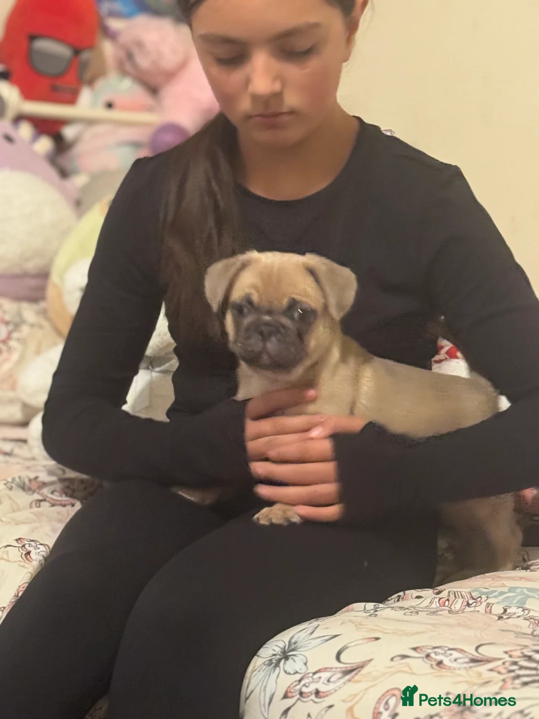 Frug dogs for sale: Our gorgeous ‘ CHUNKY’  - Advert 13