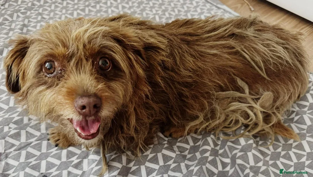 Mixed Breed dogs for adoption: MICA - a tiny survivor looking for a Loving Home - Advert 2