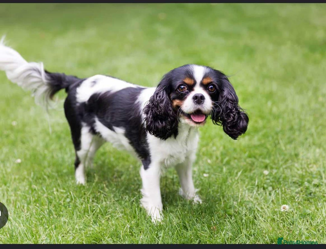 Cavalier King Charles Spaniel dogs for sale: Cavashi cavatzu boys READY NOW  - Advert 2