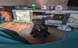 Mixed Breed dogs for sale: Bruno - puppy requiring forever home - Image 2