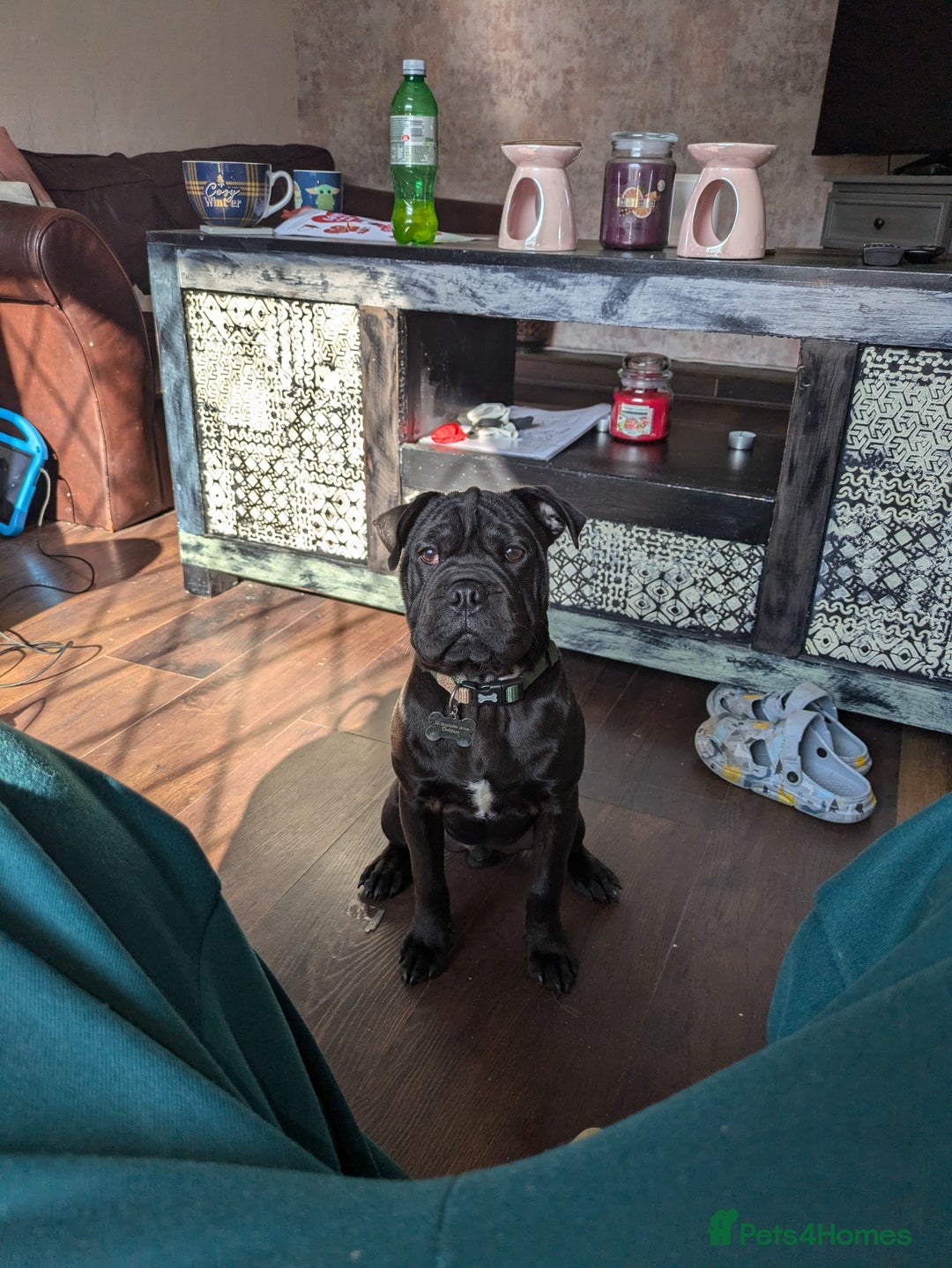 Mixed Breed dogs for sale: Bruno - puppy requiring forever home - Image 2