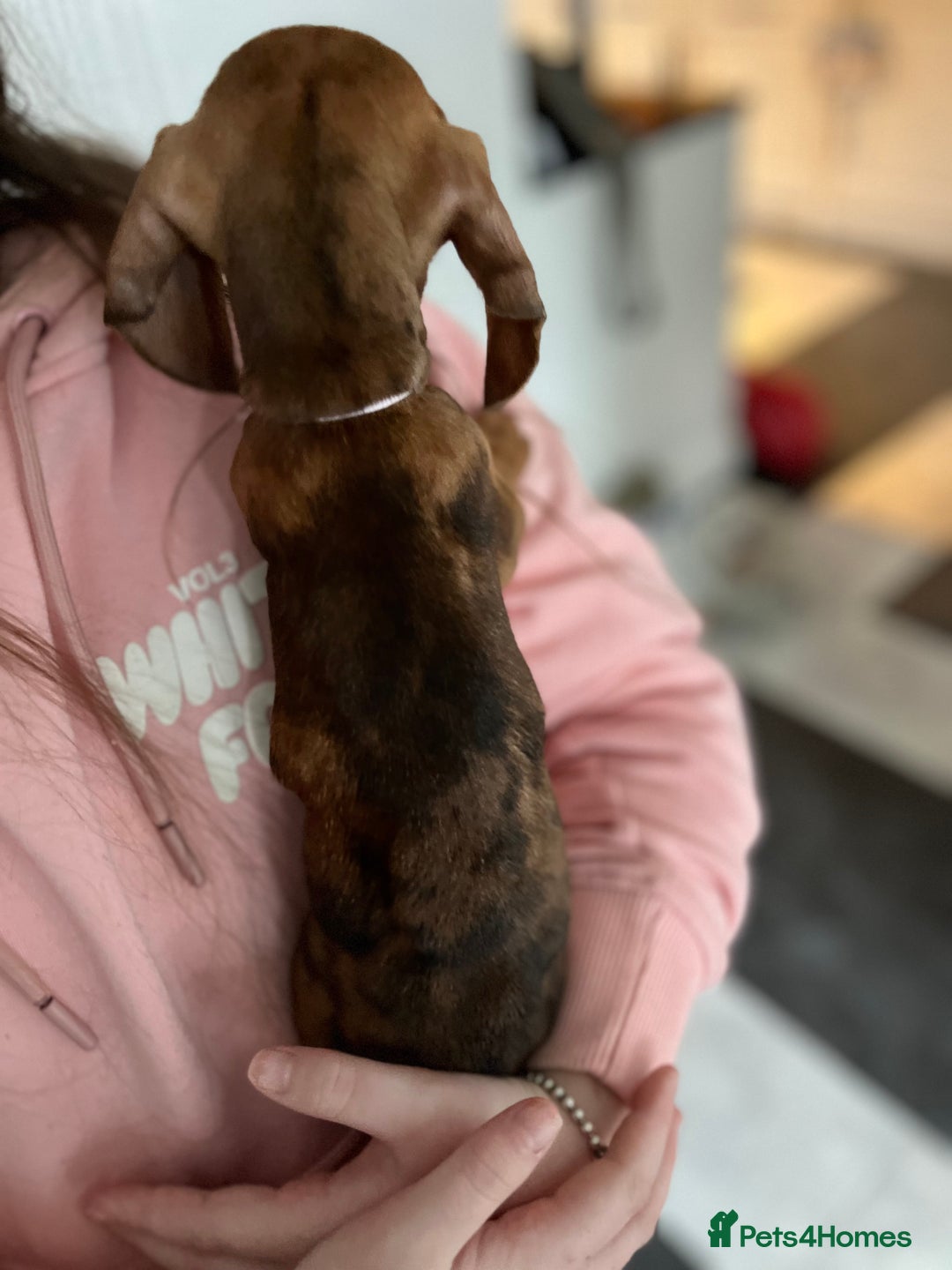 Dachshund dogs for sale: Dachshunds puppies  - Advert 10