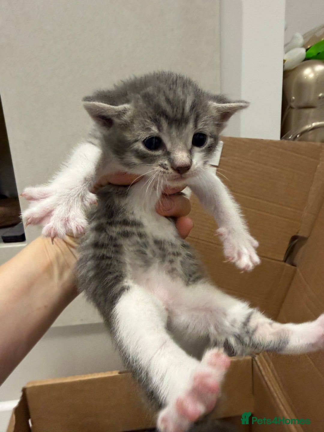 Mixed Breed cats for sale: Affectionate, beautiful cats - Advert 3