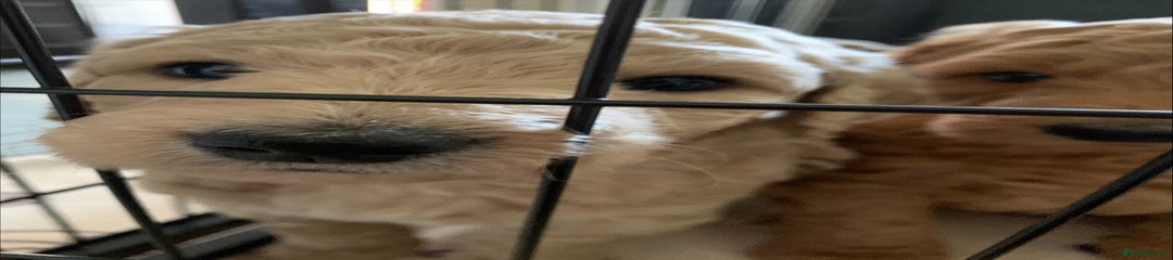 Goldendoodle Puppy 2