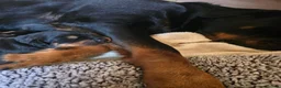 Rottweiler dogs for sale: 3 adorable rottweiler girls  - Advert 9