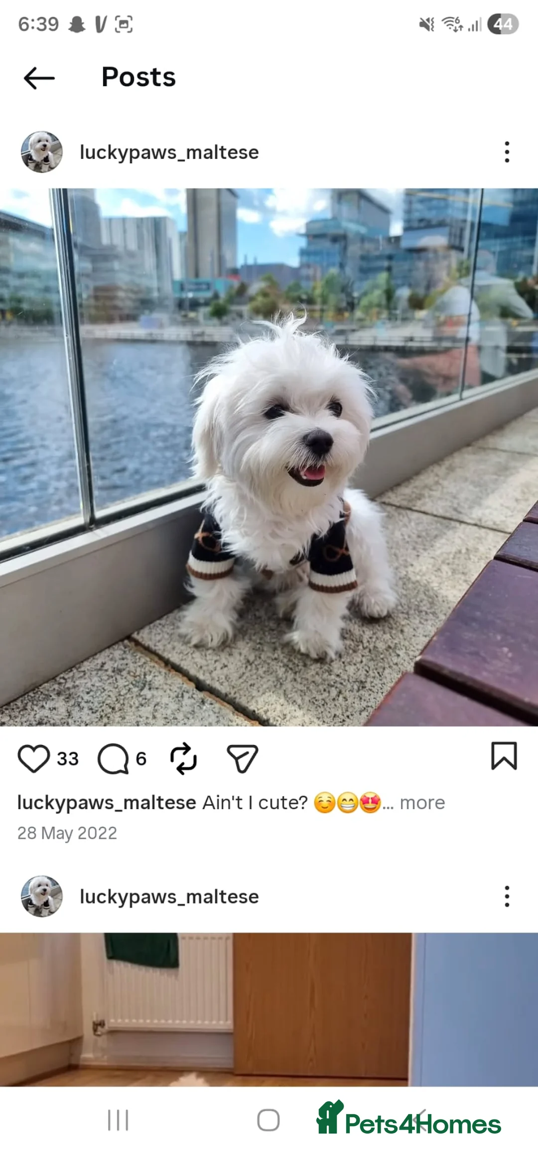 Maltese dogs for sale: Maltese puppies  - Advert 9