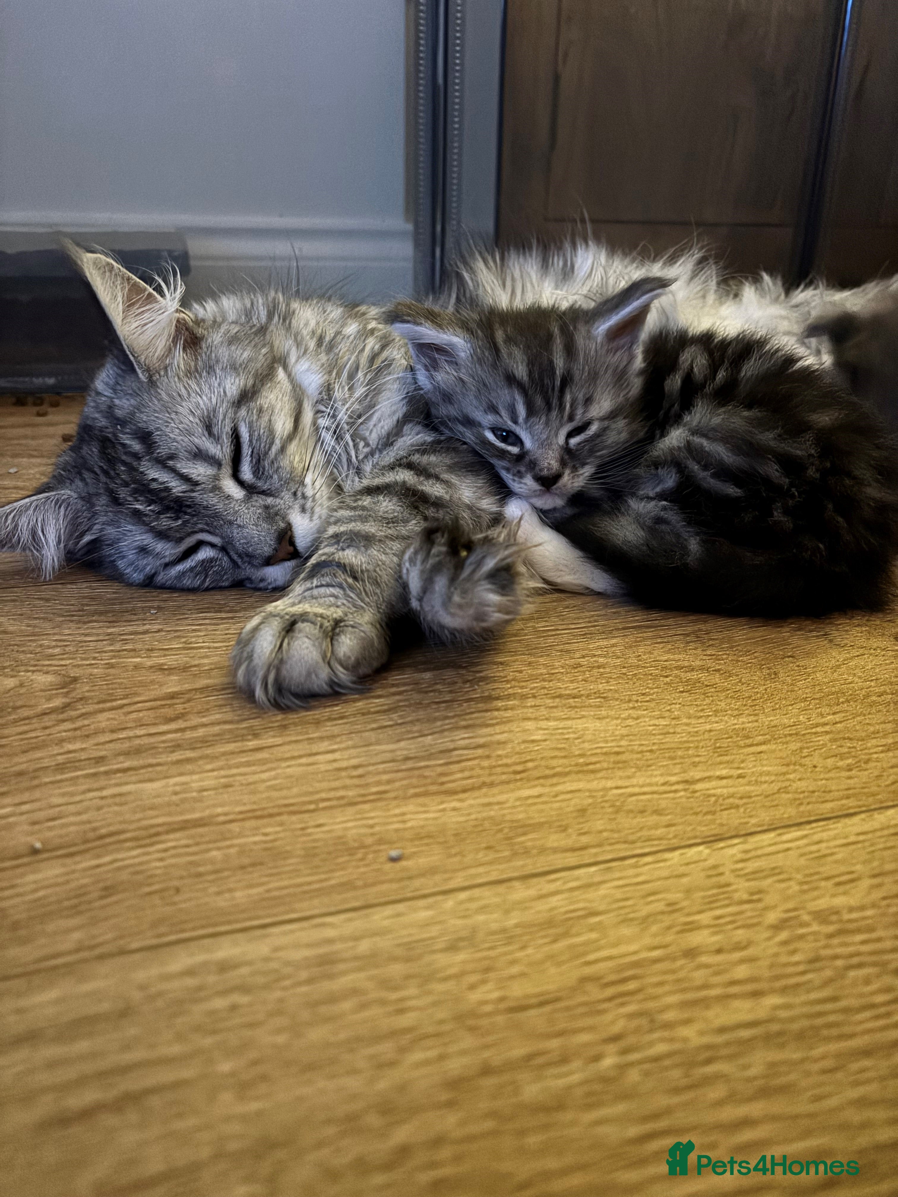 Maine Coon cats Maine Coon Kittens - Ready early Feb - Advert 7