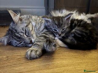 Maine Coon cats Maine Coon Kittens - Ready early Feb - Advert 7