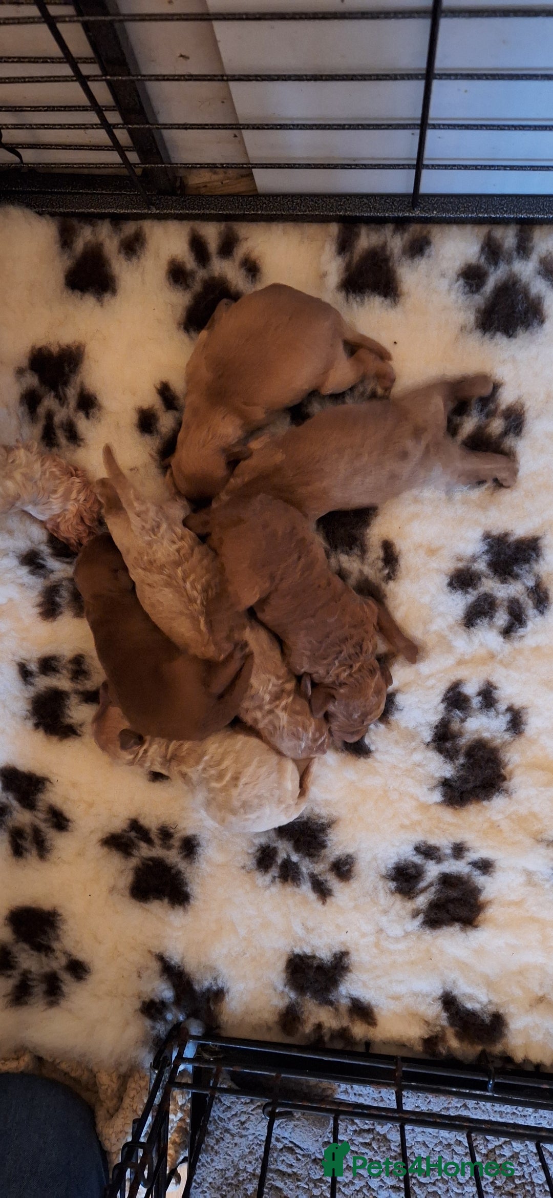 Cavachon dogs for sale: Gorgeous DNA tested Cavapoochon pups - Advert 4
