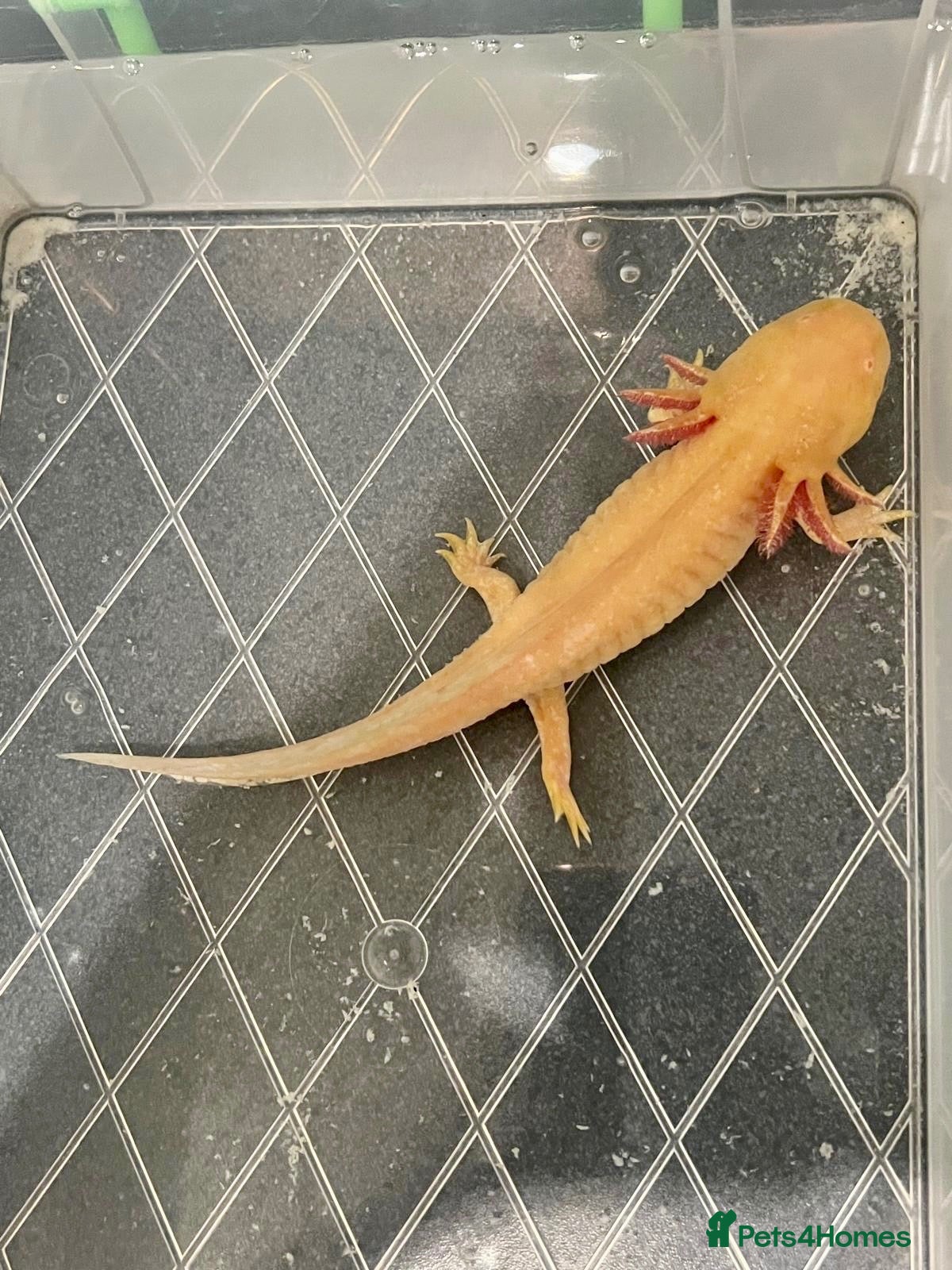 Axolotl reptiles 2 Axolotls For Sale  - Advert 1