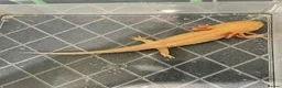 Axolotl reptiles for sale: 2 Axolotls For Sale  - Advert 1