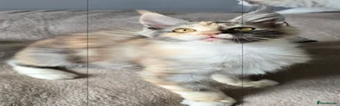 Maine Coon Kitten 1