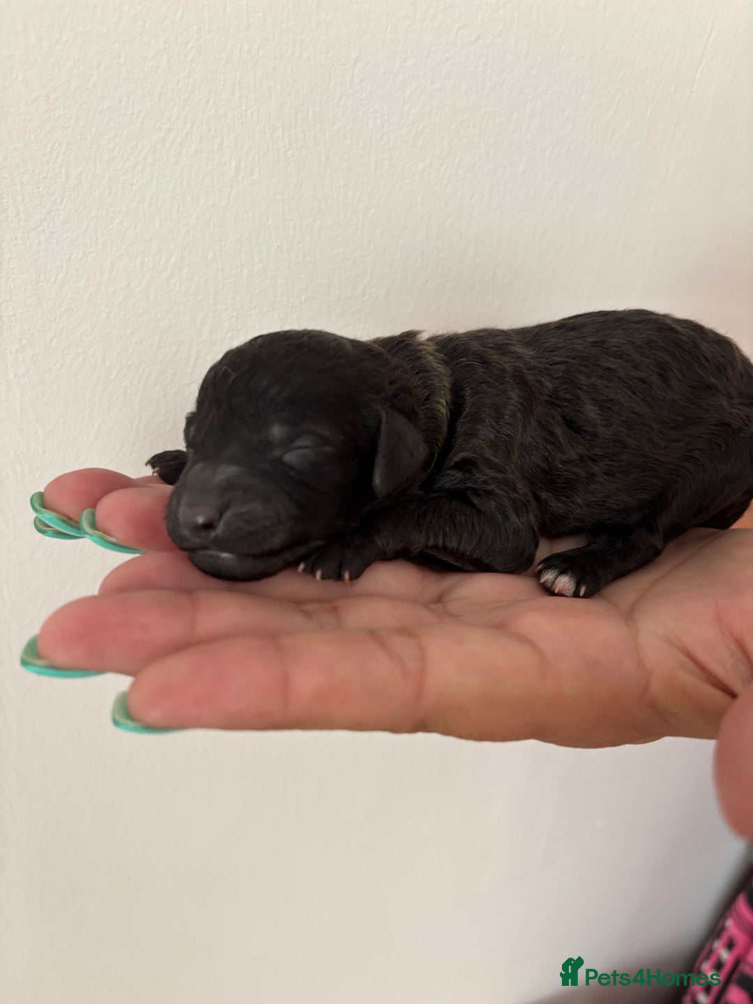 Miniature Poodle dogs for sale: Miniature poodles  - Image 2