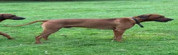 Rhodesian Ridgeback dogs for sale: Rhodesian Ridgeback puppies, health tested kc reg - Advert 25