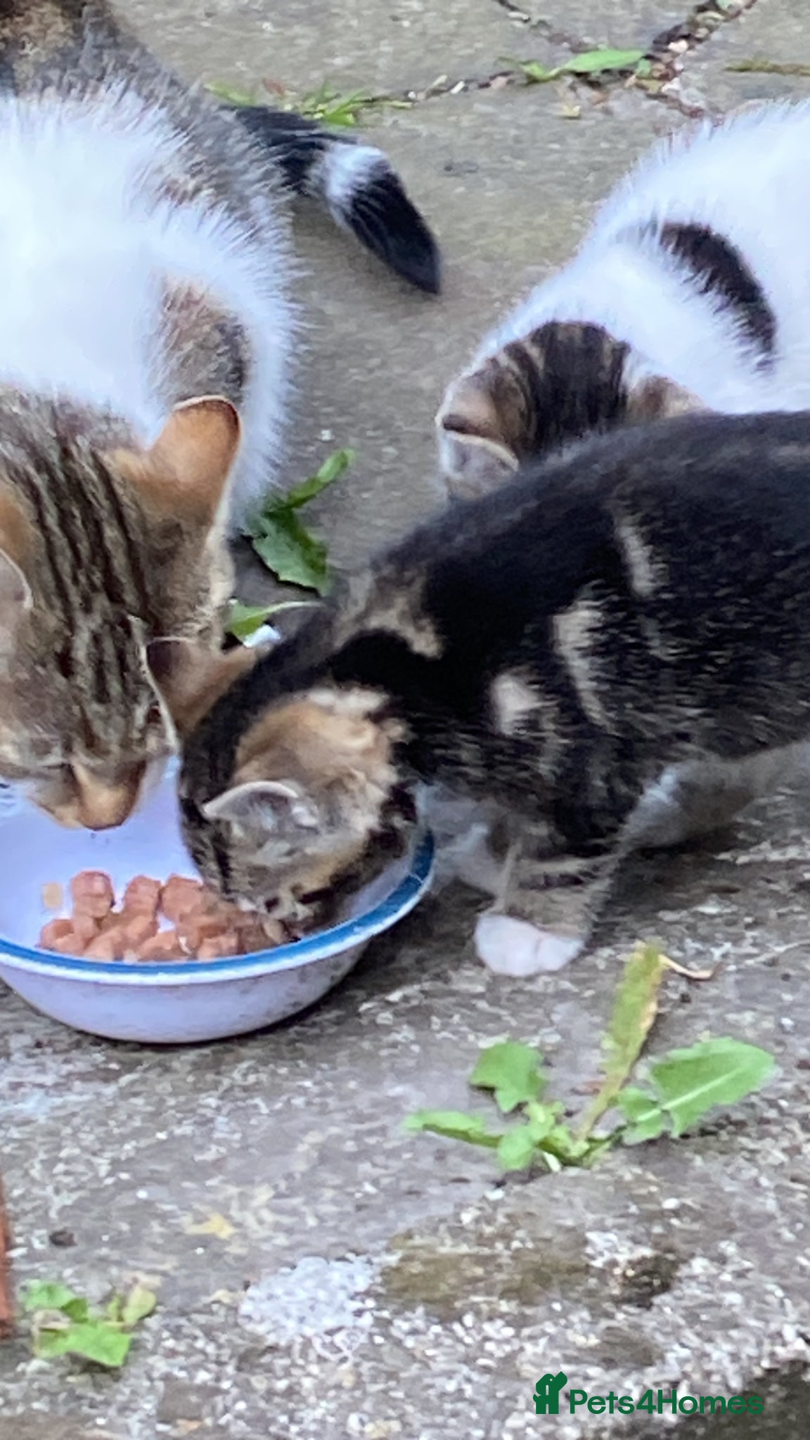 Mixed Breed cats for sale: Tabby  - Advert 5