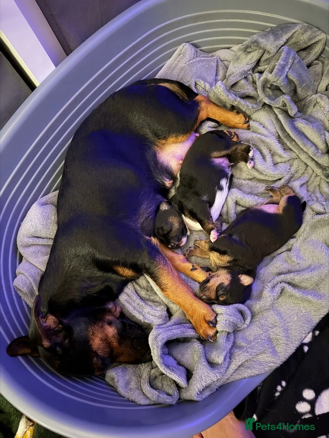 Jack Russell dogs for sale: Jack Russell puppies  in High Wycombe - Advert 13