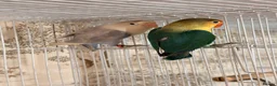 Lovebirds birds for sale: Lovebirds pairs, males and more for rehoming  in Sevenoaks - Advert 8