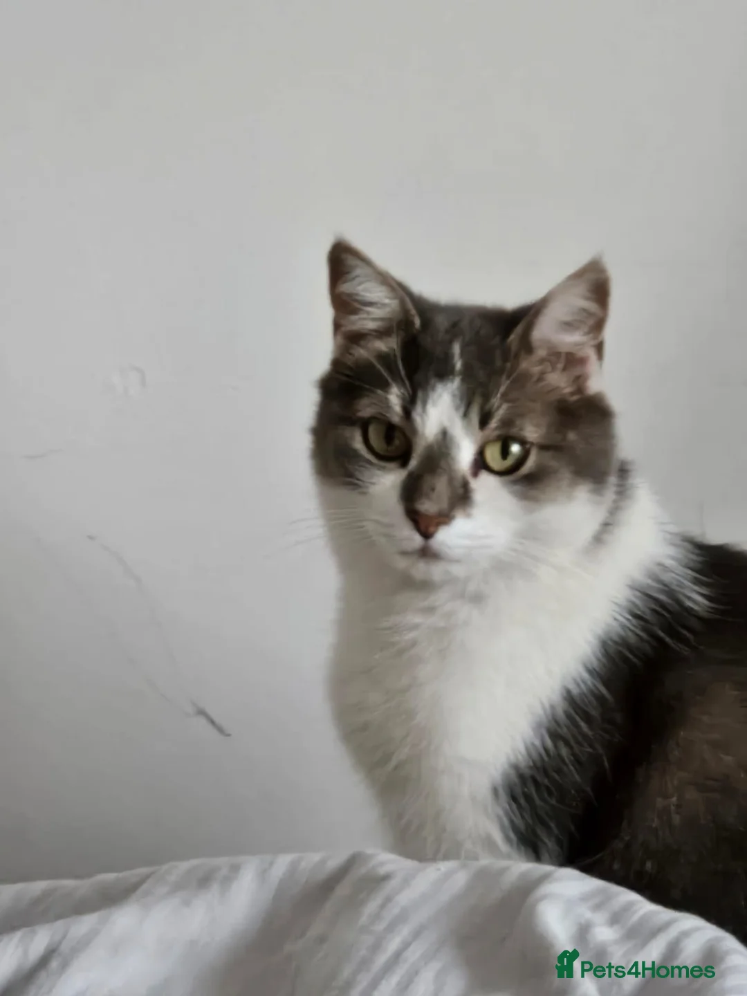 Mixed Breed cats for adoption: Gorgeous Gitsy looking for a home - Advert 2