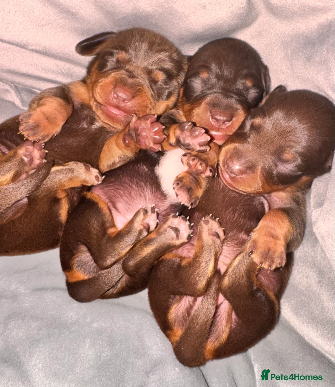 Miniature Dachshund dogs for sale: Because dachshund babies - Advert 29