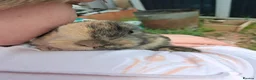 Mini Lop rabbits for sale: Baby kits (rabbits) - Advert 2