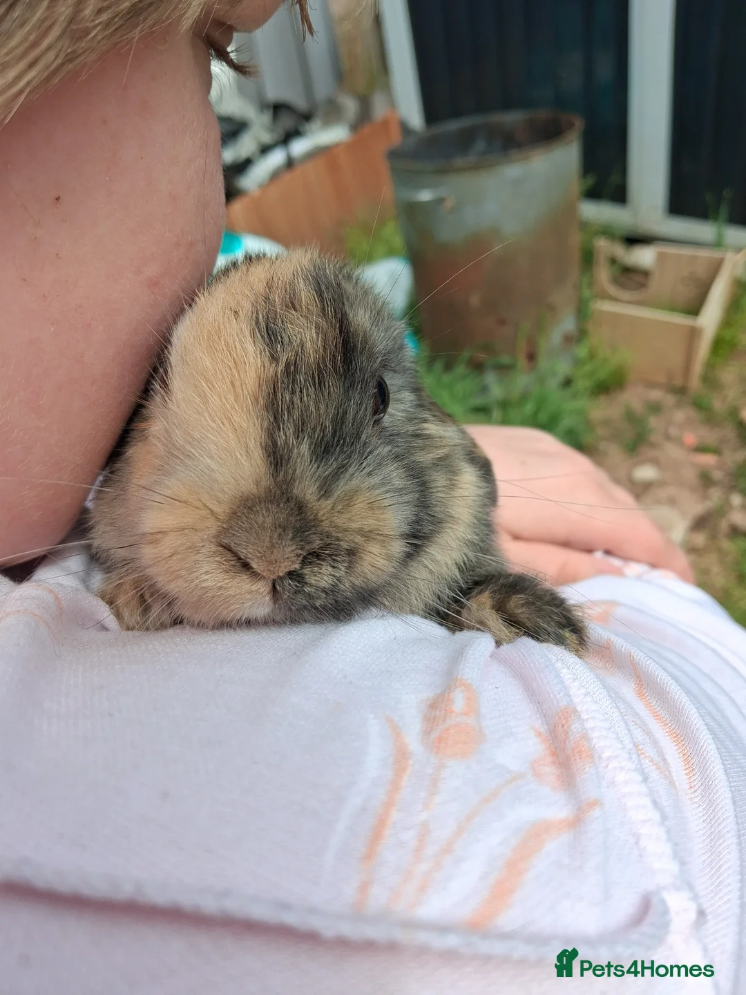 Mini Lop rabbits for sale: Baby kits (rabbits) - Advert 2