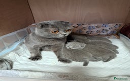 British Shorthair cats for sale: British Shorthair Blue  - Advert 1