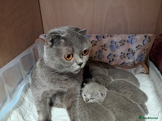 British Shorthair cats British Shorthair Blue - Advert 1