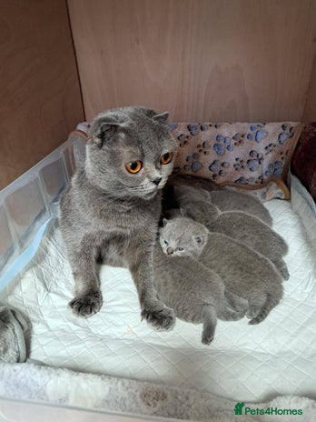 British Shorthair cats British Shorthair Blue - Advert 1