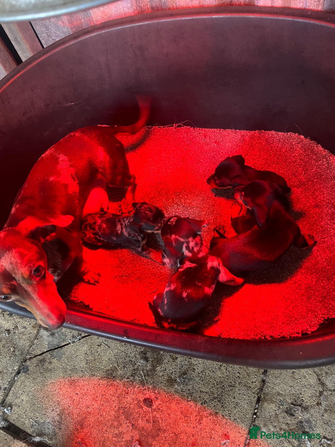 Miniature Dachshund dogs for sale: Miniature dachshund puppies - Image 12