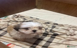Shih Tzu dogs for sale: 2 beautiful Shih Tzu puppies for sale  - Image 7