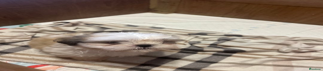 Shih Tzu Puppy 1