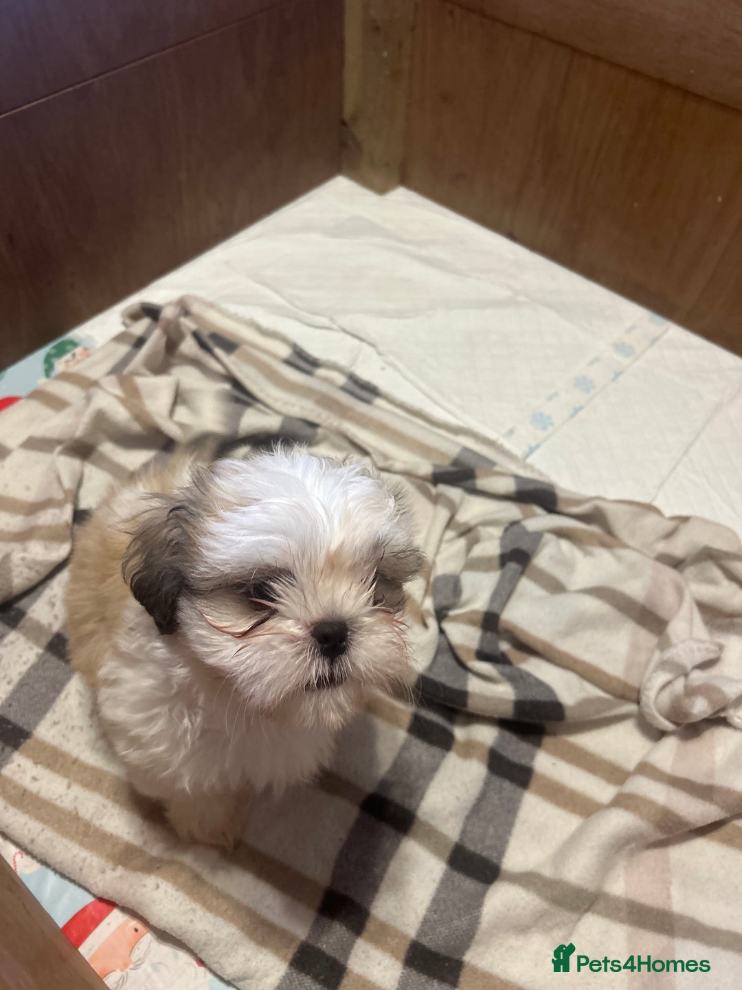 Shih Tzu dogs for sale: 2 beautiful Shih Tzu puppies for sale  - Image 7