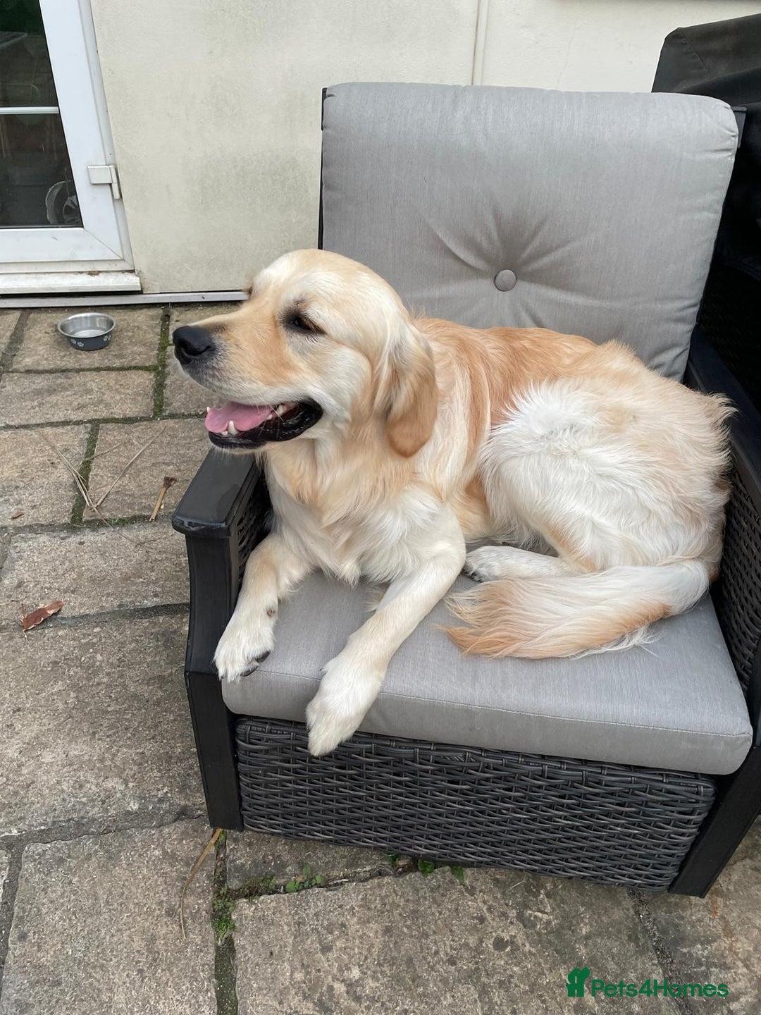 Golden Retriever dogs for stud: Rocky ready for his first litter - Advert 3