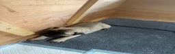 Bullmastiff dogs for sale: Auldkeep The Duke - Advert 4