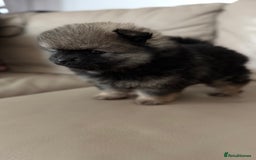 German Spitz dogs for sale: KC Reg Show Type German Spitz (Klein) For Sale. - Image 31