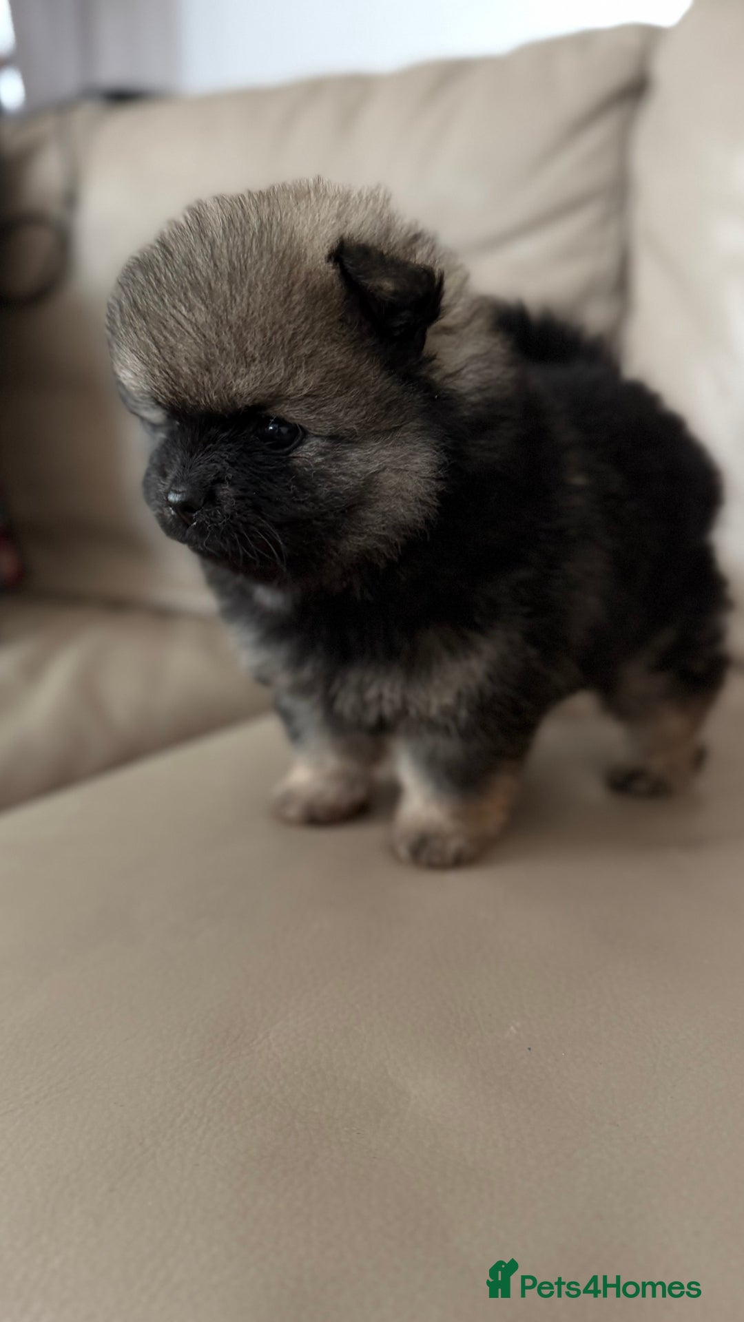 German Spitz dogs for sale: KC Reg Show Type German Spitz (Klein) For Sale. - Image 31