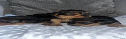 Yorkshire Terrier dogs for sale: Yorkshire terrier puppies - Advert 7