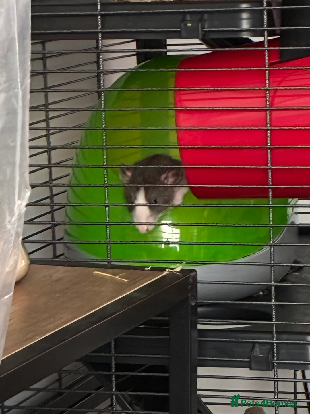 Rat rodents for sale: Ben and Jerry  - Advert 3