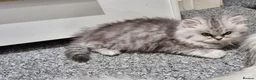 Persian cats for sale: 4 Persian Kittens Doll Face  - Advert 5