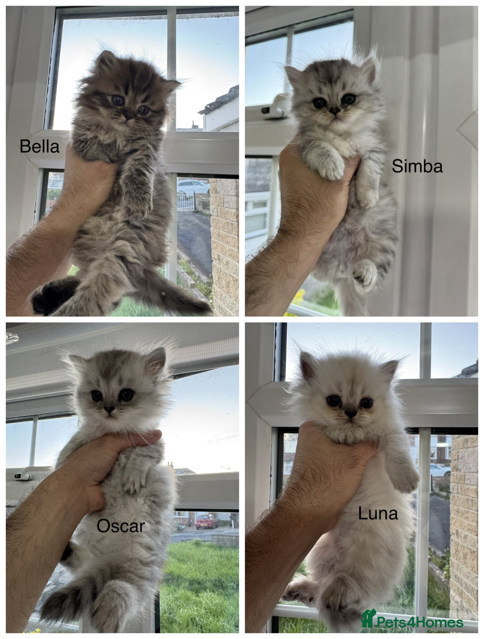 Persian cats Pure Persian Kittens for Sale: 2 Males & 2 Females - Advert 1