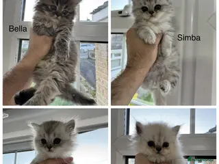 Persian cats Pure Persian Kittens for Sale: 2 Males & 2 Females - Advert 1