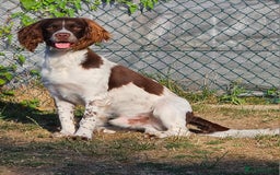 Springador dogs for sale: Two springador puppies - Image 21