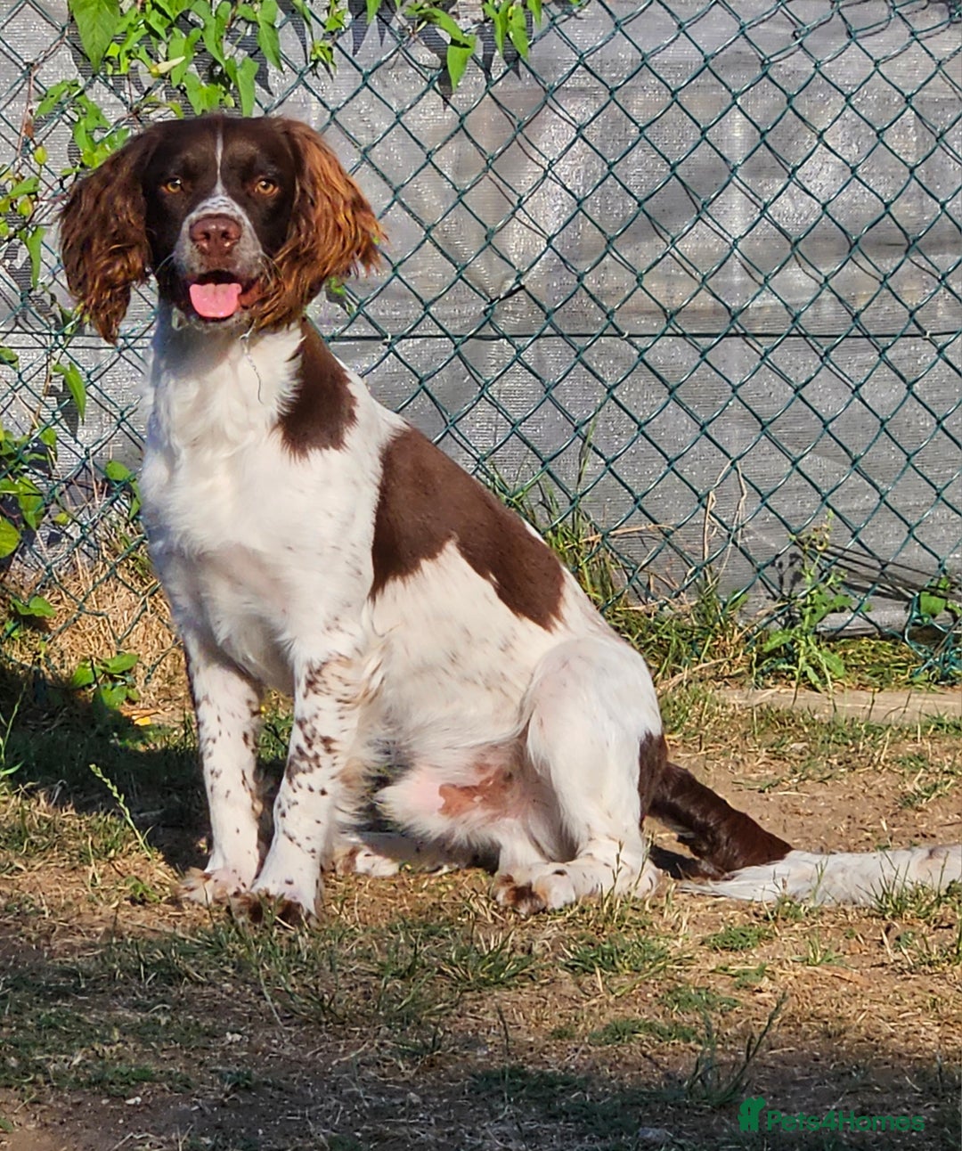 Springador dogs for sale: Two springador puppies - Image 21