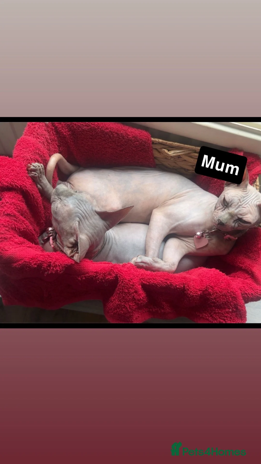 Sphynx cats for sale: Sphynx kittens  - Advert 2